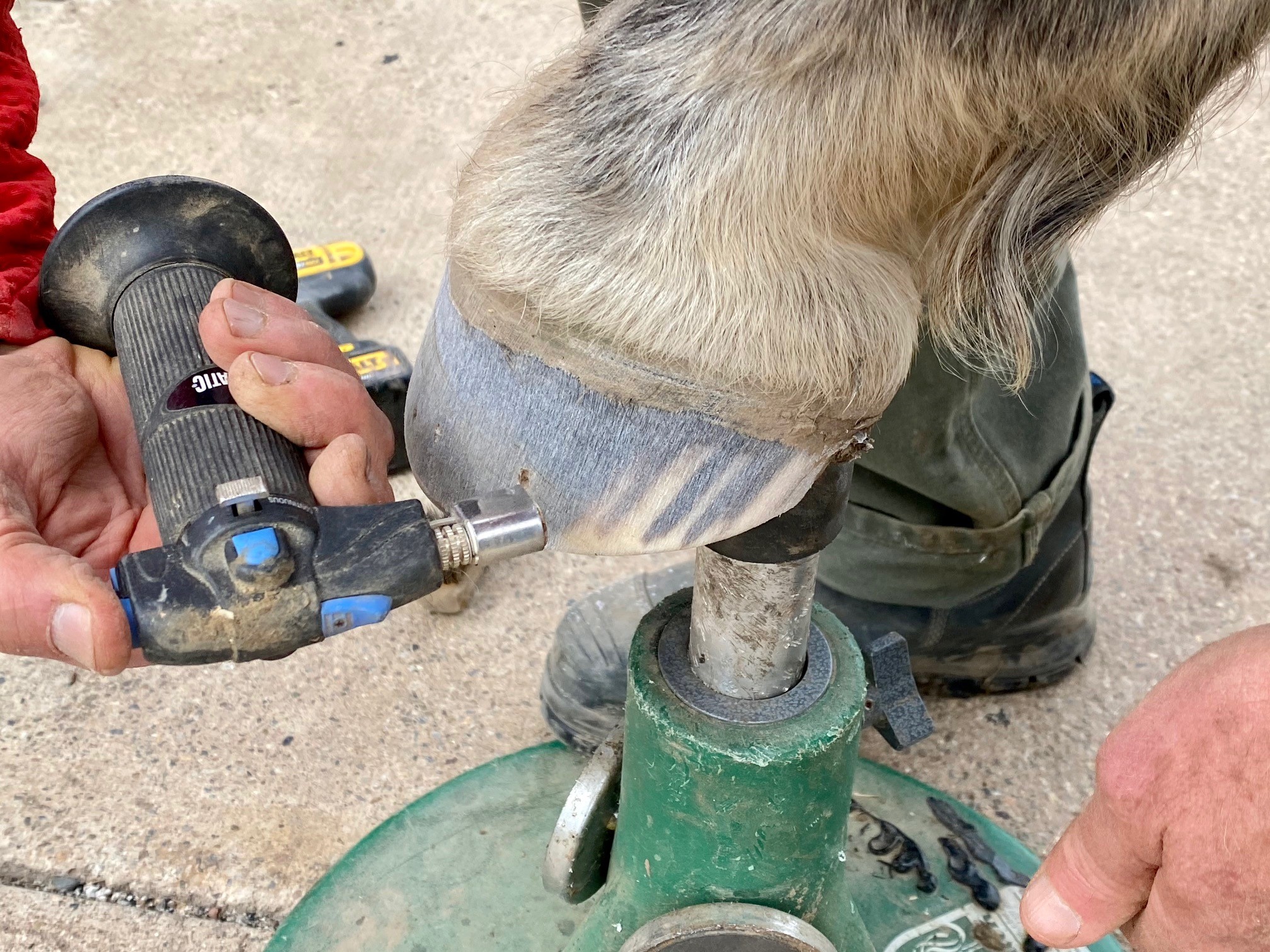 Shoe A Horse With Super Glue EasyCare Hoof Boot News
