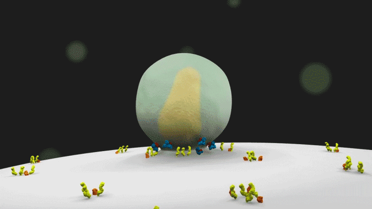 Watch: A cellular biologist animates the life cycle of HIV in this