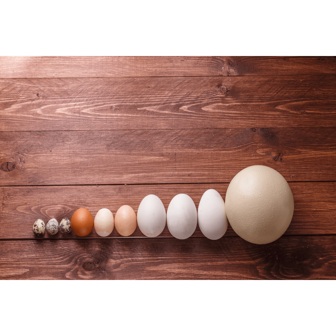 Here’s How to Grade, Candle, & Size Your Eggs Small Scale Farming