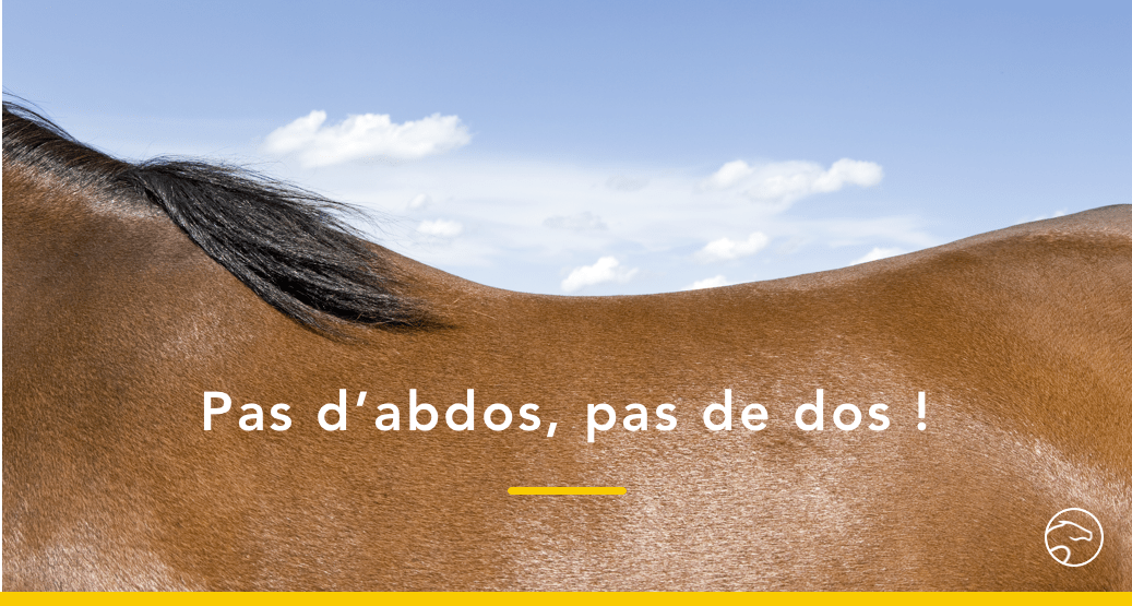 3 choses à savoir pour muscler efficacement le dos de votre cheval