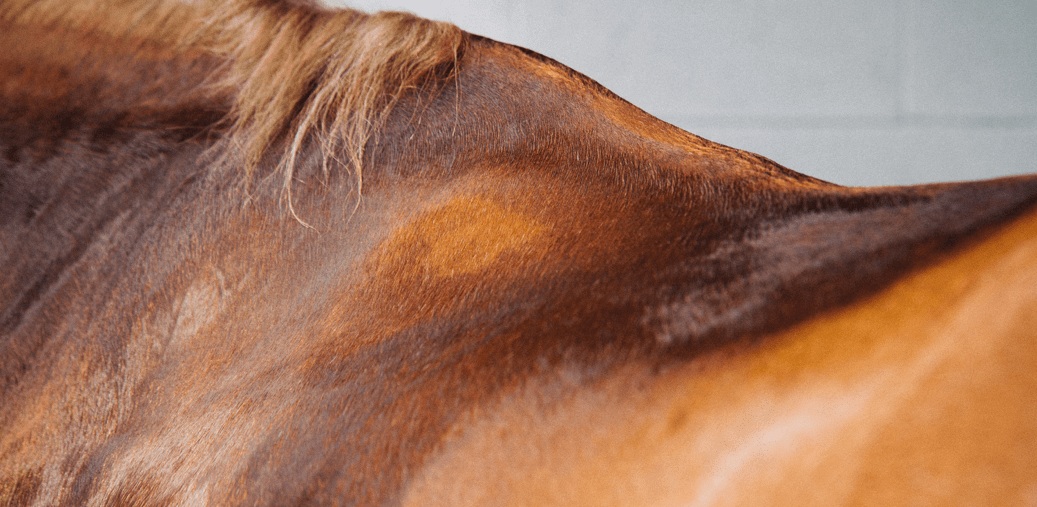 Comment réagir si votre cheval transpire et est déshydraté / Equisense