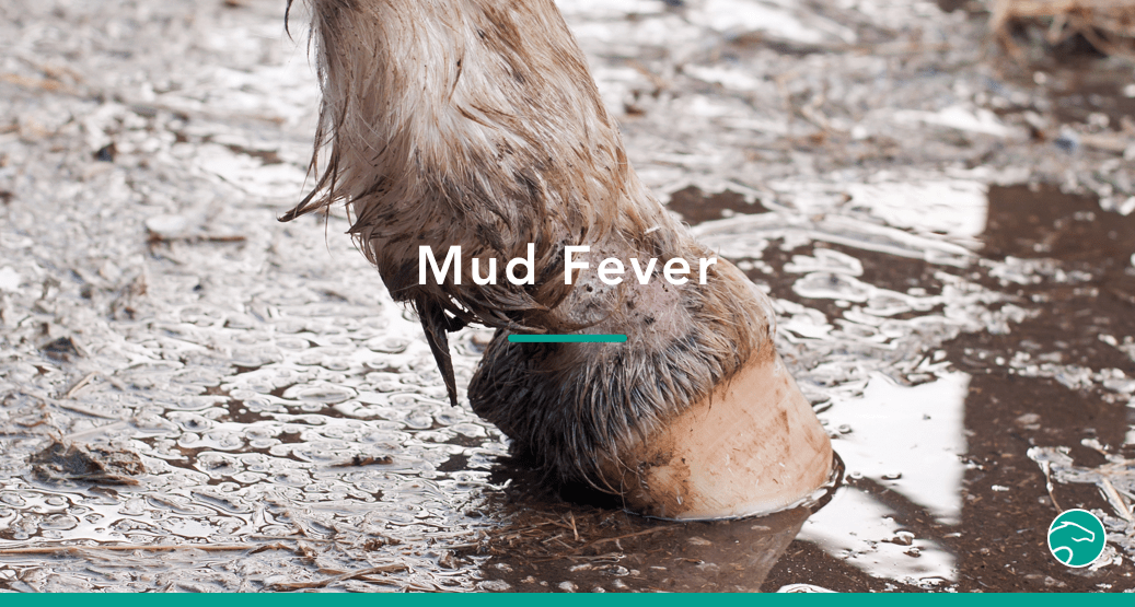 How to get rid of mud fever Equisense Blog