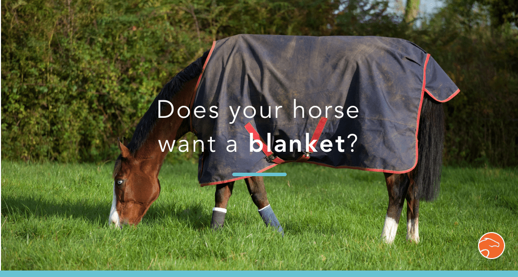 How to teach your horses to say if they want a blanket in 3 steps