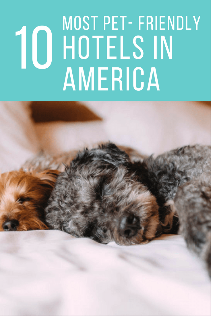 10 Most PetFriendly Hotels Cheers and Confetti Blog by Eventective