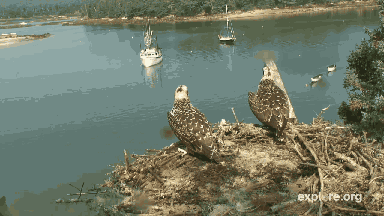 The Second Osprey Has Fledged! Explore