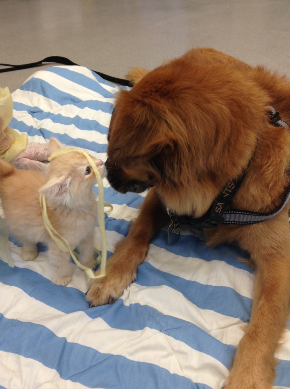 This Dog Is a Nanny for Kittens