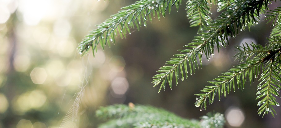 How Long Does a Christmas Tree Take to Grow and What Else to Consider