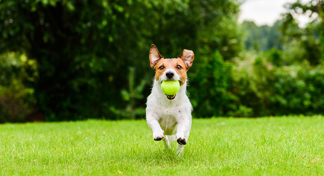 How to Entertain an Energetic Dog FarmVet Blog