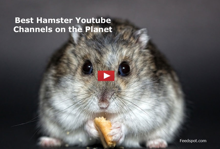 15 Hamster Youtube Channels To Follow In 2021