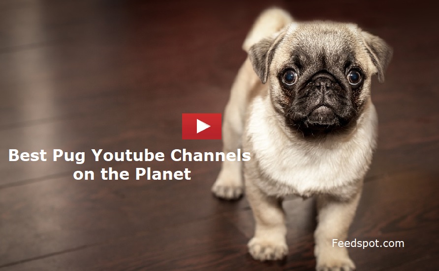 15 Pug Youtube Channels To Follow in 2021