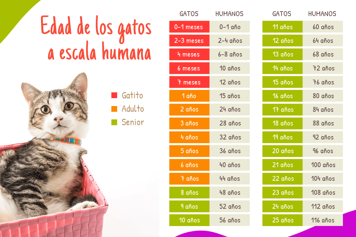¿Cuáles son las etapas de vida del gato? Felinus Blog