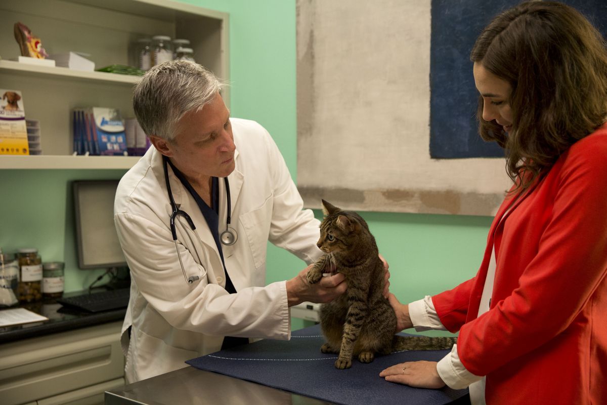 Tierarztbesuch mit Katze (Teil 1) Warum ist Regelmäßigkeit wichtig?