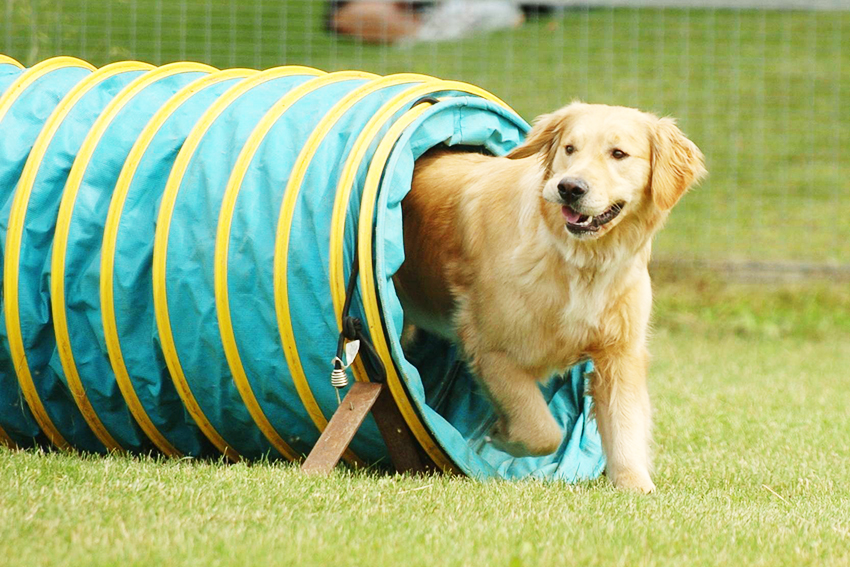 L Agility Dog mette in forma voi e il vostro Cane LOVE