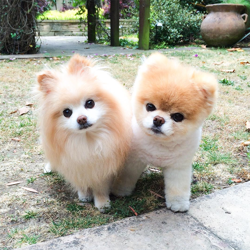 Pomerania Toy Boo Lulu Wow Blog