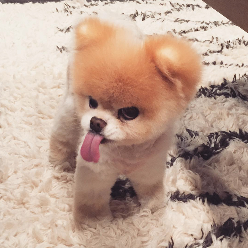 BOO DOG STAR OF THE WEB LOVE FERPLAST