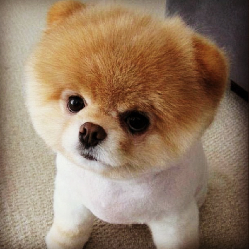 Droll Lulu Da Pomerania Cachorro Boo l2sanpiero