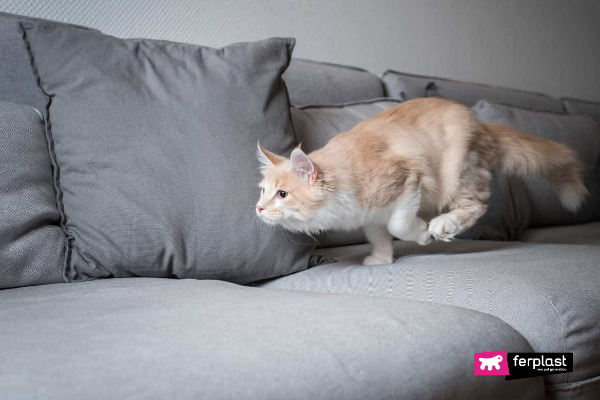 Why Does The Cat Suddenly Run All Over The House?