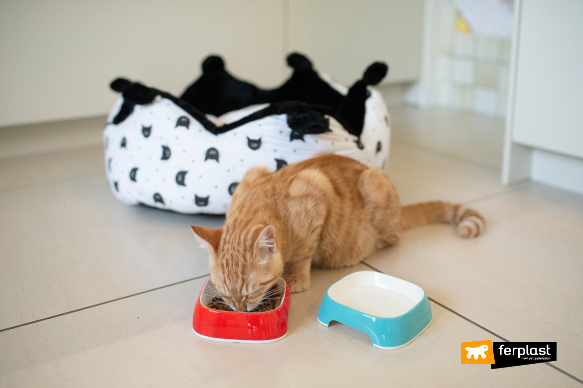 Should Animals Eat More In Winter?