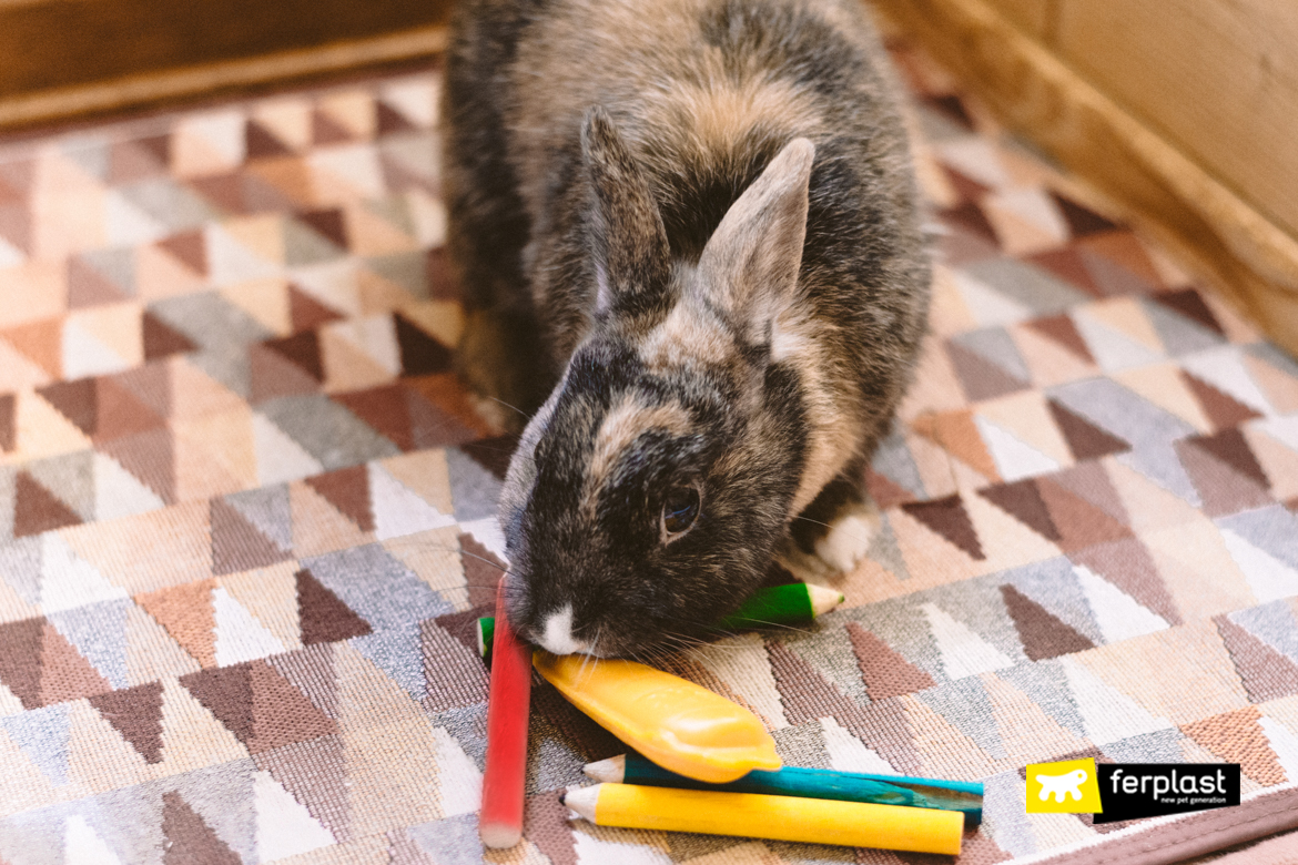 Why Des The Rabbit Bite? Here's What To Do To Avoid It