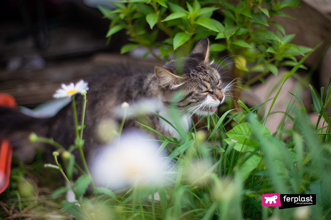 THE MOST COMMON SPRING ALLERGIES IN CATS
