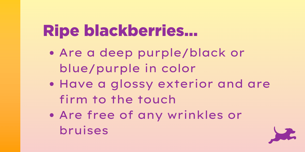 When Are Blackberries in Season? How to Pick & Store Berries