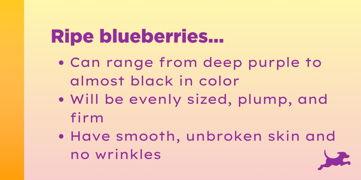 When Are Blueberries in Season? How to Pick & Store Berries