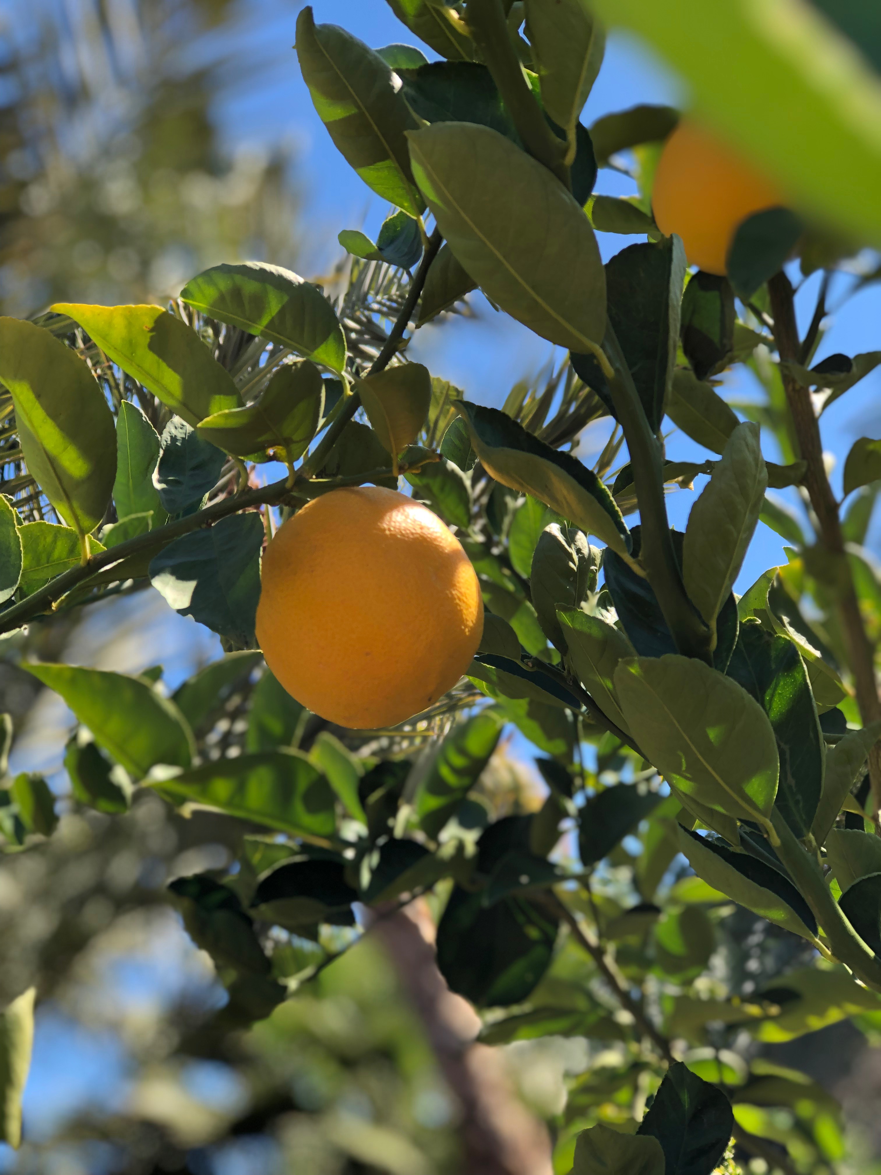 A Visit to an Arizona Citrus Nursery Fill Your Plate Blog