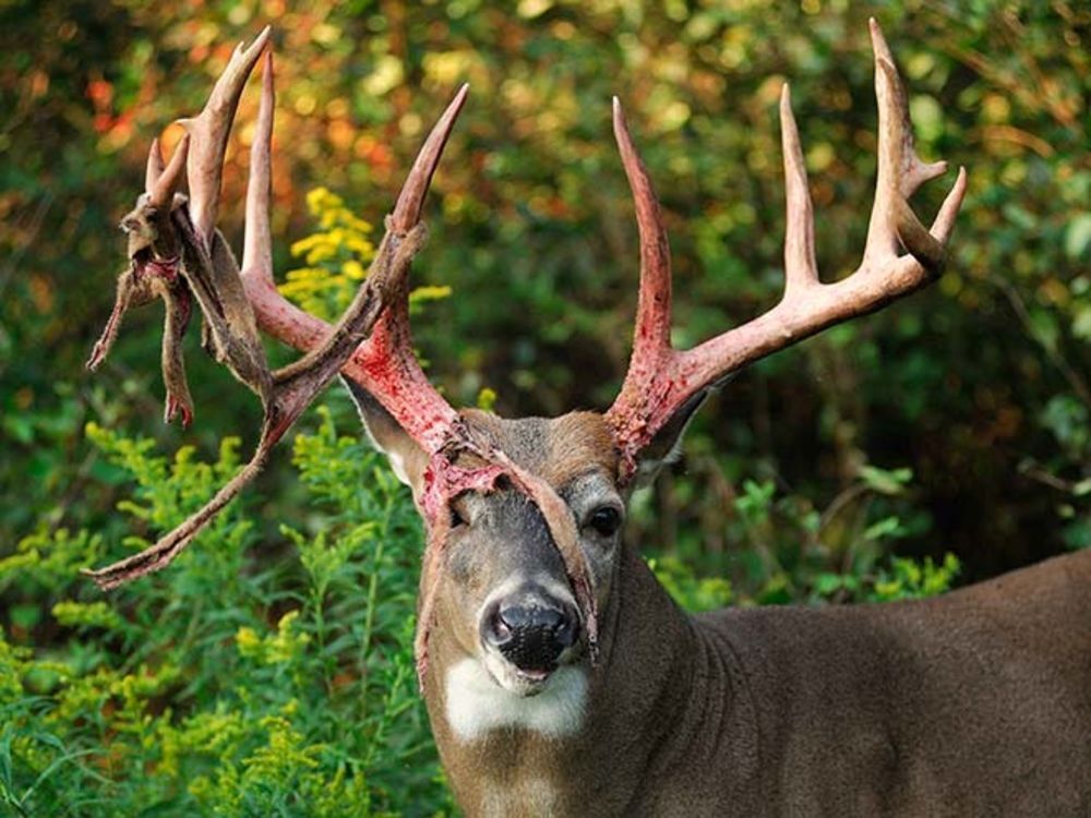 The First Stage of the Rut Fin and Field Blog