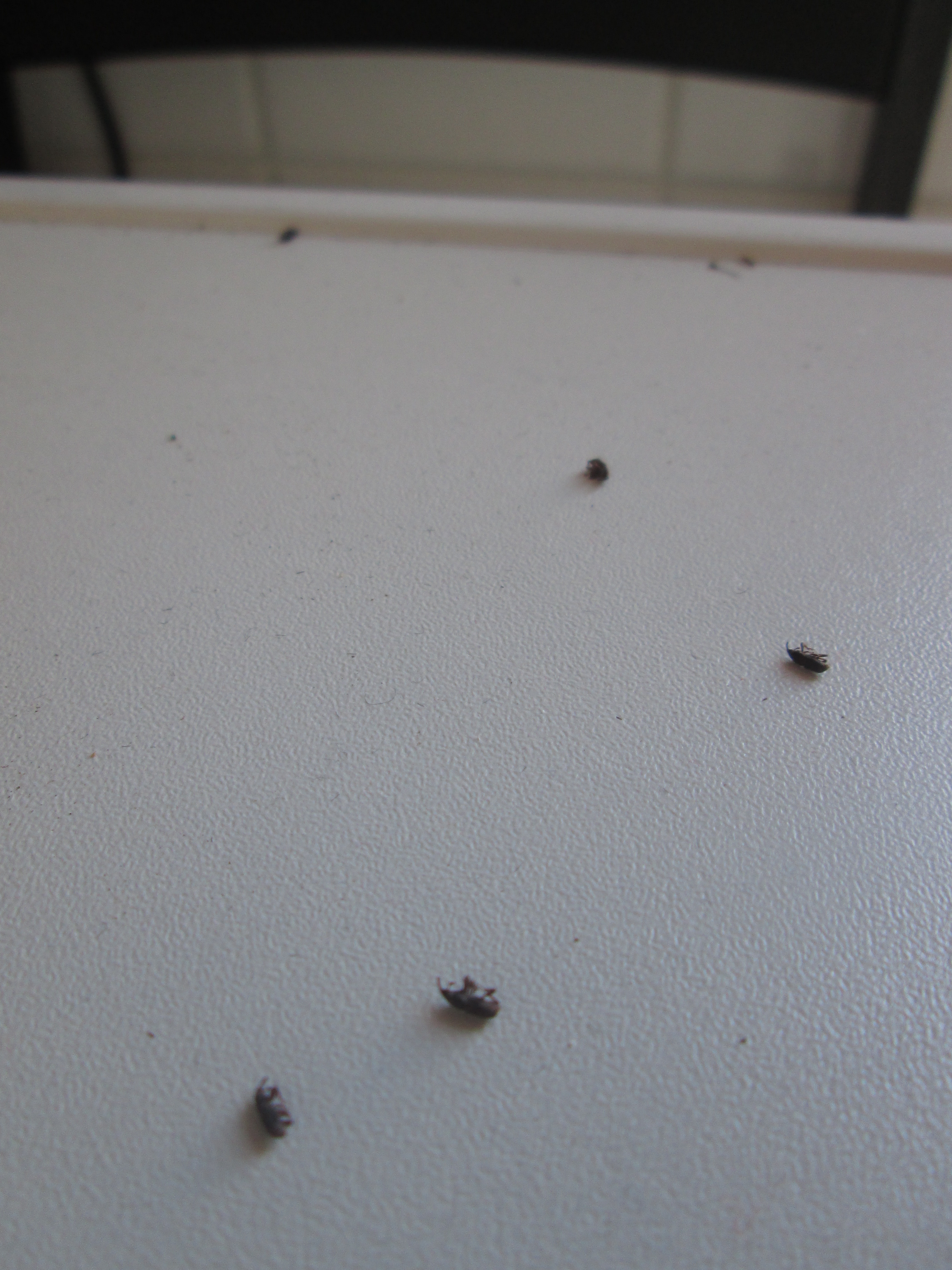 RogerBW's Blog The Great Weevil Infestation