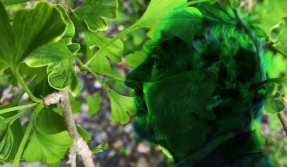 Can Traditional Herbal Medicine Help with the Treatment of Dementia