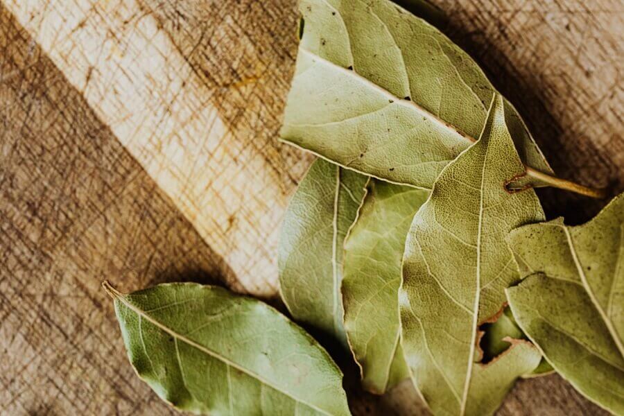Common Bay Leaf Tree Problems And How To Solve Them