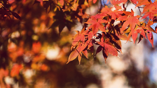 Flixel Press Page | Flixel and Cinemagraphs in the News | Flixel Photos