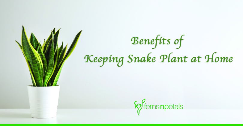 What Are The Benefits of Keeping Snake Plant At Home