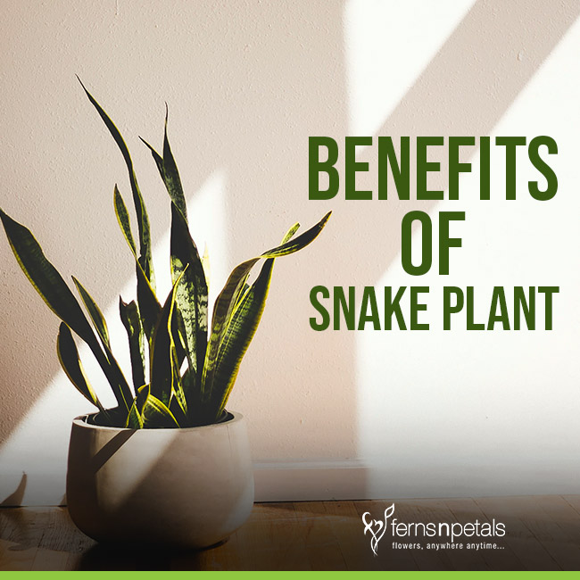 What Are The Benefits of Keeping Snake Plant At Home