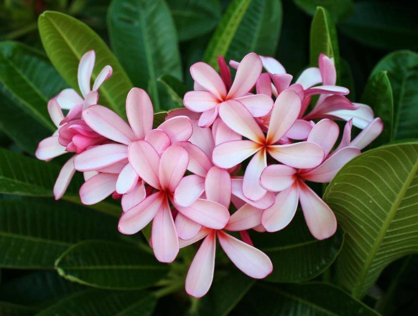 Top 7 Flowers That Grow In Singapore FNP Singapore