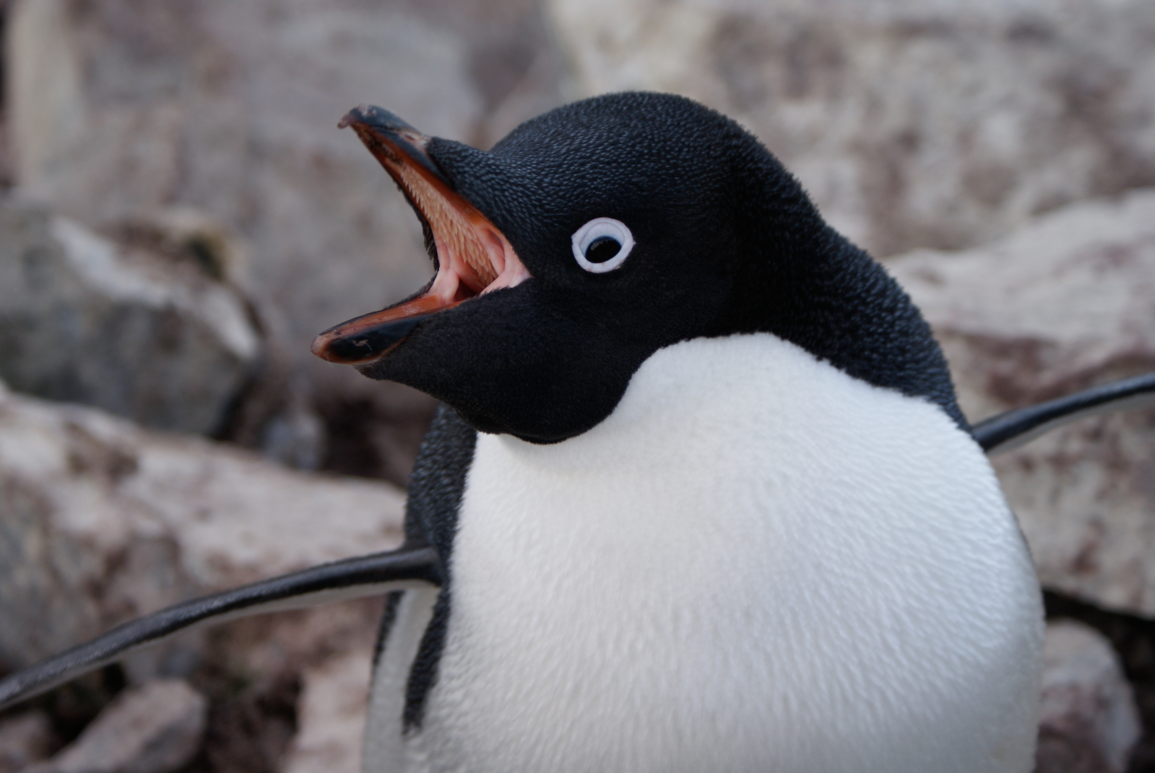Nature’s Voice Penguins at Risk Forest & Bird