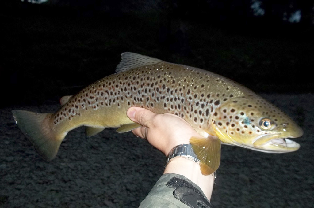 Streamer fishing tactics for UK River Trout Fulling Mill Blog