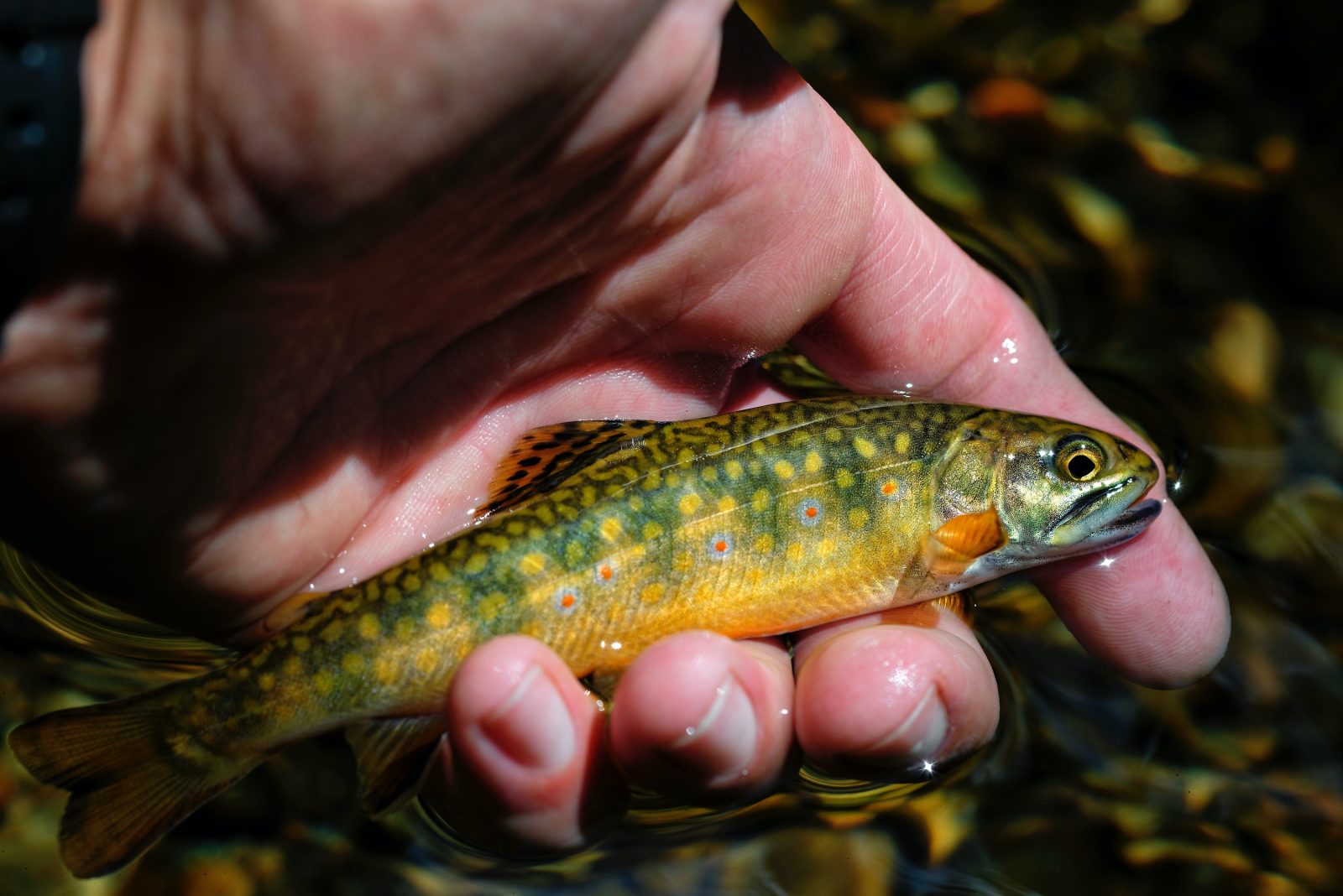 Top 10 Brook Trout Flies Fulling Mill Blog