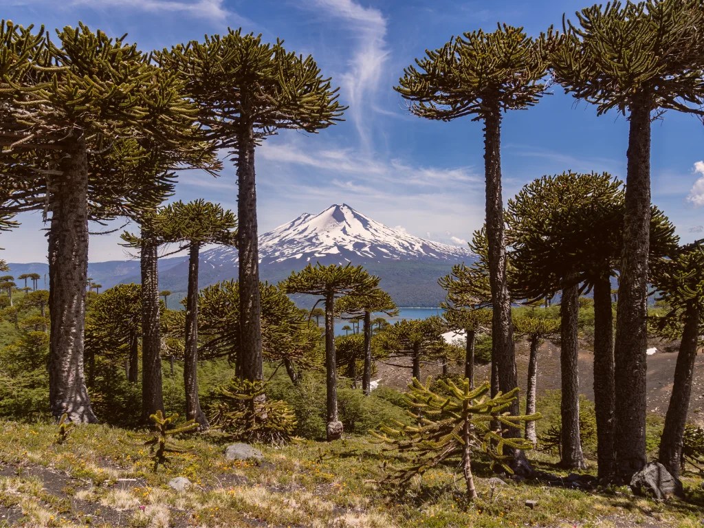¿Qué lugares hay para visitar en Temuco? I El blog del Rent a Car