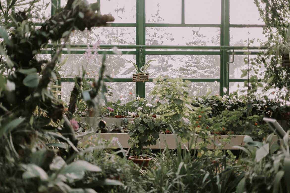 Winter Greenhouse Easy Vegetables to Grow in Yours