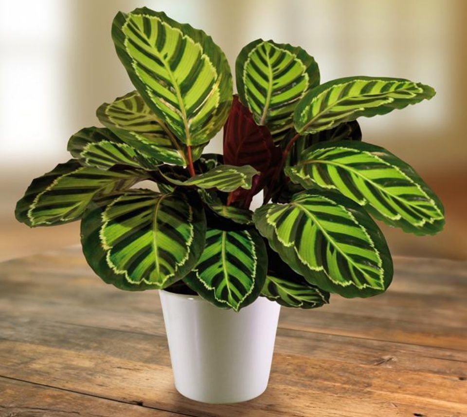 Cuidados de la Calathea para tenerla hermosa