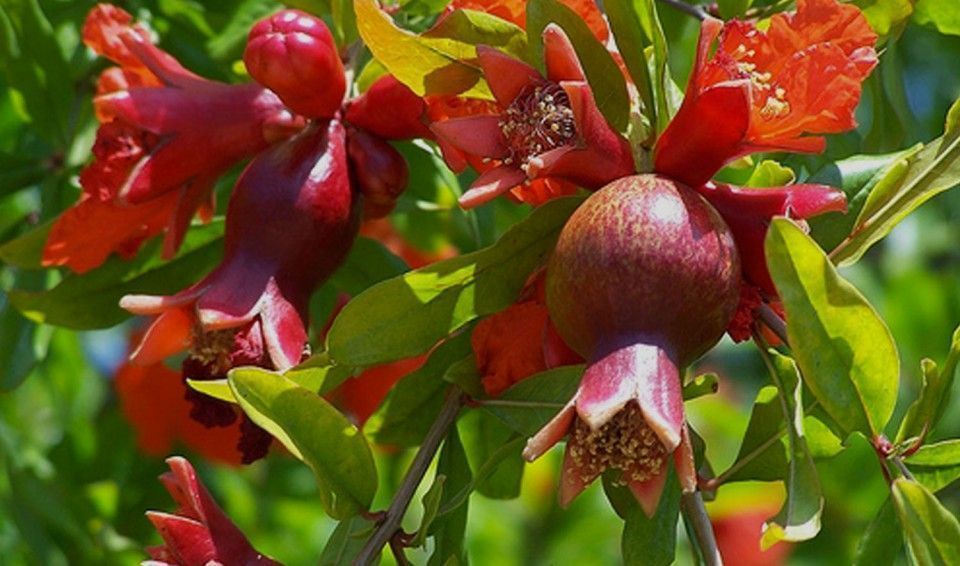 Punica, una planta atractiva que da muchas flores y frutos