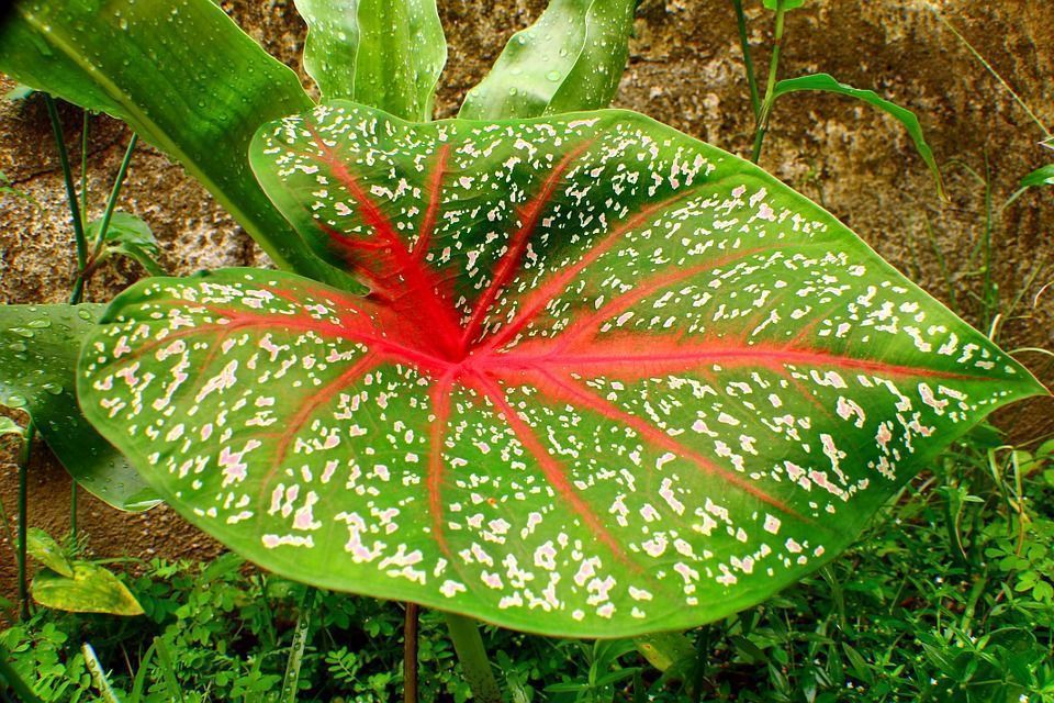 El Caladium, una planta de interior vistosa y colorida