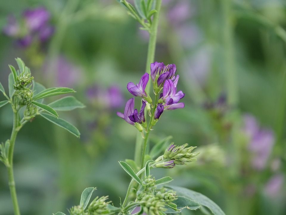 Paso a paso el cultivo de la alfalfa