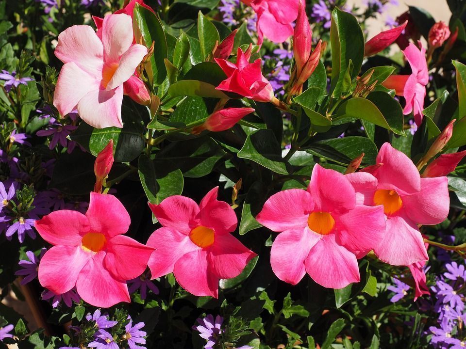 Dipladenia Sanderi, una planta de aspecto exótico y tropical