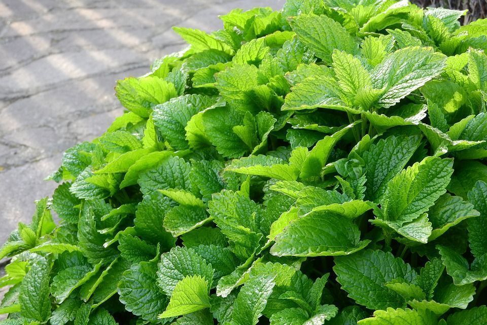 ¿Cómo es el cultivo del toronjil en exterior e interior?