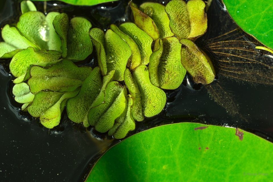 Salvinia auriculata, planta acuática en forma de acordeón