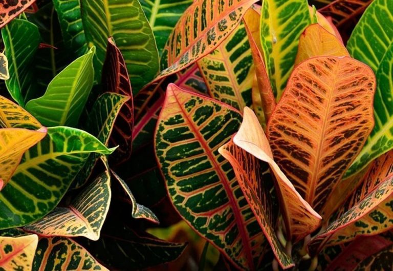 3 plantas ornamentales de interior fáciles de cuidar