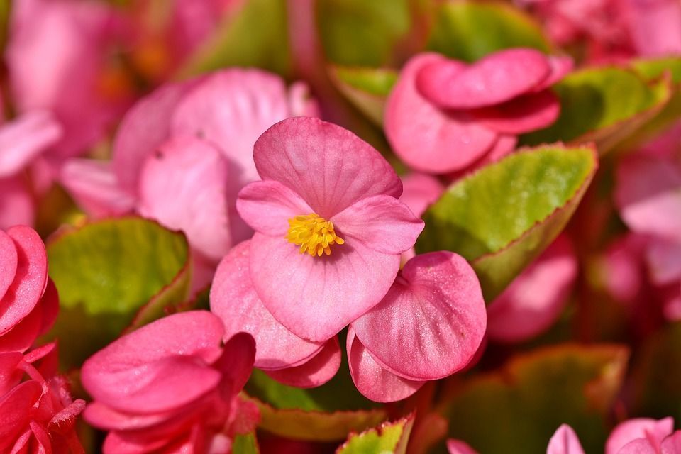 Plantas que florecen todo el año y algunos consejos para que den más