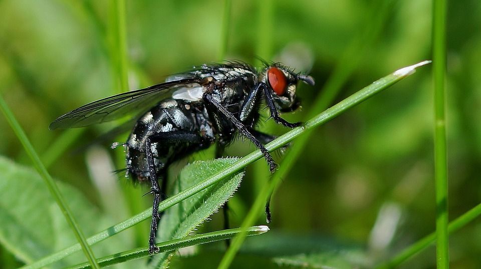 Cómo eliminar la mosca negra o mosca del mantillo